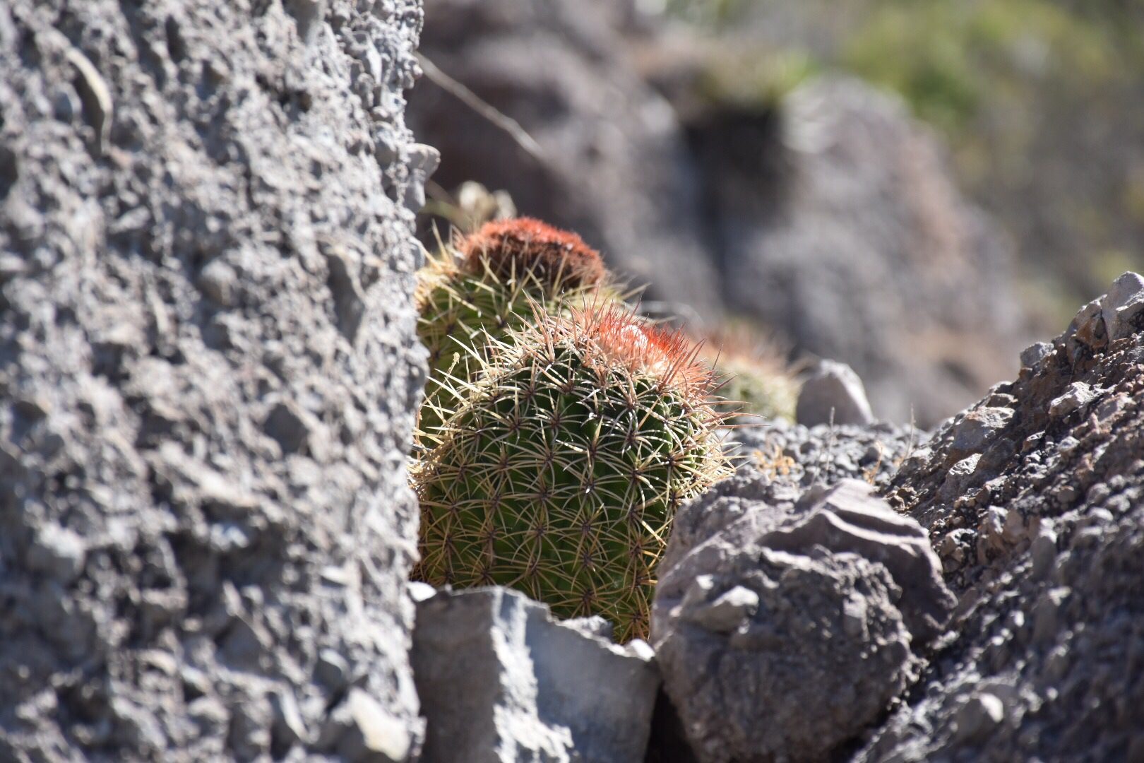 Melocactus curvispinus ssp. dawsonii